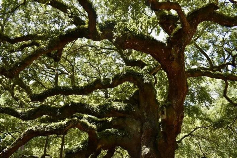Angel Oak 1